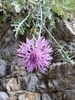 Centaurea cineraria - Photo (c) Stefano Rento, some rights reserved (CC BY-NC), uploaded by Stefano Rento