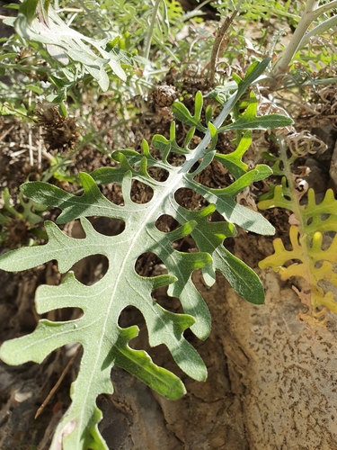 Fiordaliso delle scogliere