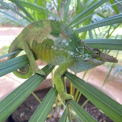 Kinyongia multituberculata