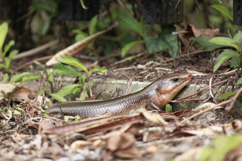 Japanese Skink