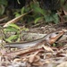 Kishinoue's Giant Skink - Photo (c) sio160cm, some rights reserved (CC BY-NC)