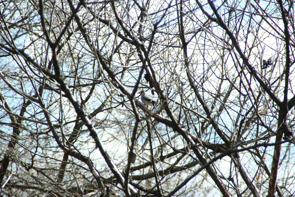 Japanese Grosbeak from 4453-58 Takakukō, Nasu, Nasu District, Tochigi ...