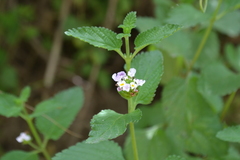 Lantana fucata