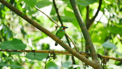 Psilopogon mystacophanos