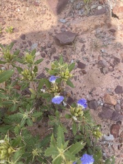 Blepharis diversispina