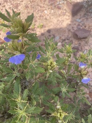 Blepharis diversispina