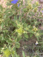 Blepharis diversispina