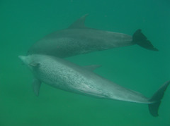 Delphininae