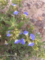 Blepharis diversispina