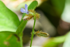 Calopogonium mucunoides