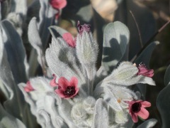 Cynoglossum cheirifolium