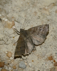 Ipimorpha retusa