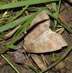 Ipimorpha subtusa