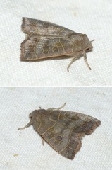 Ipimorpha subtusa