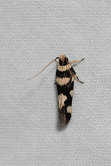 Macrobathra arrectella
