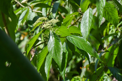 Callicarpa acuminata
