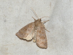 Ipimorpha subtusa