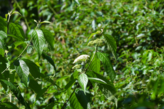 Callicarpa acuminata