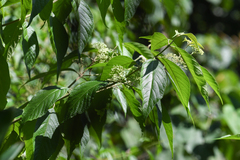 Callicarpa acuminata