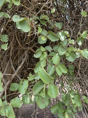 Cordia grandicalyx