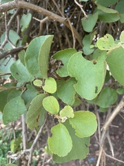 Cordia grandicalyx