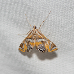 Margarosticha sphenotis