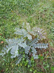 Albizia procera