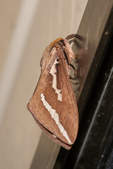 Abantiades argyrosticha