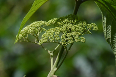 Callicarpa acuminata