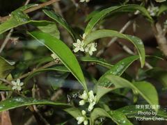 Microtropis yunnanensis