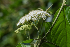 Callicarpa acuminata