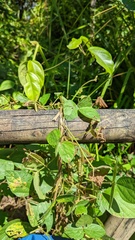 Calopogonium mucunoides