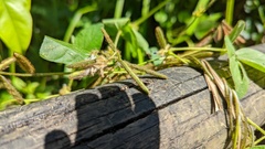 Calopogonium mucunoides
