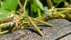 Calopogonium mucunoides