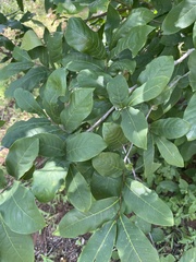 Monodora junodii junodii