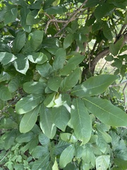 Monodora junodii junodii