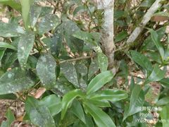 Microtropis yunnanensis