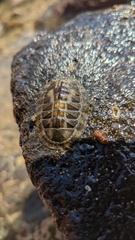 Chiton