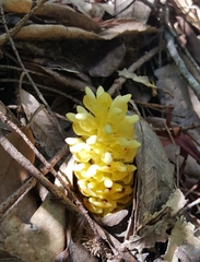 Kopsiopsis strobilacea