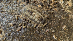 Chiton