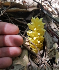 Kopsiopsis strobilacea