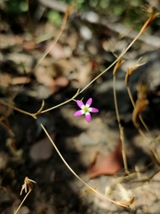 Centaurium cachanlahuen