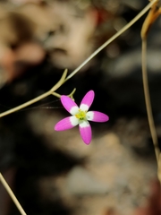Centaurium cachanlahuen