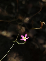Centaurium cachanlahuen