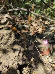 Centaurium cachanlahuen
