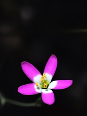 Centaurium cachanlahuen