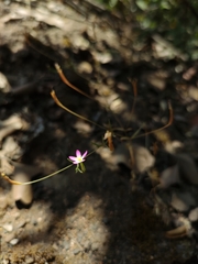 Centaurium cachanlahuen
