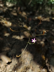 Centaurium cachanlahuen
