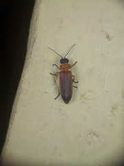 Coleoptera