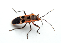 Physopelta gutta gutta